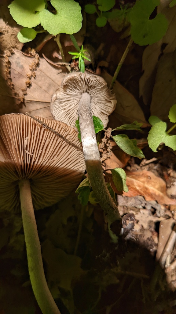 Coprinopsis cineraria · June 2022 · photo: © atsushi_nakajima_cirque (iNaturalist, cc-by)