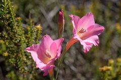 Gladiolus meridionalis
