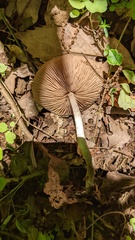 Coprinopsis cineraria