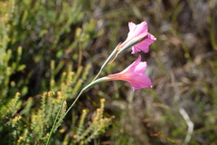 Gladiolus meridionalis