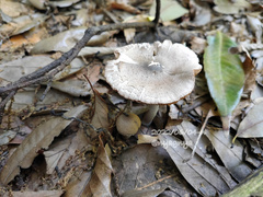 Coprinopsis cineraria