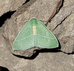 Chlorosea roseitacta
