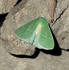 Chlorosea roseitacta