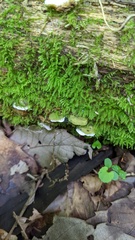 Antrodiella