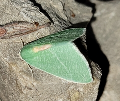 Chlorosea roseitacta