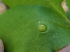 Phylloxera rimosalis