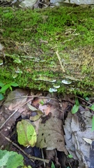 Antrodiella