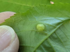 Phylloxera rimosalis