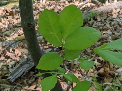 Phylloxera rimosalis