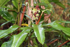 Alpinia hainanensis