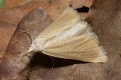 Pseudobissetia terrestrellus