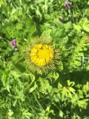 Pentanema orientale