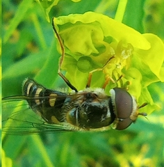 Lapposyrphus