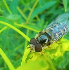 Lapposyrphus
