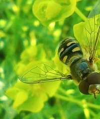 Lapposyrphus