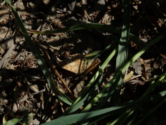 Isturgia arenacearia