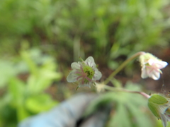 Geranium asiaticum