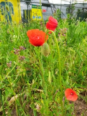 Papaver rhoeas