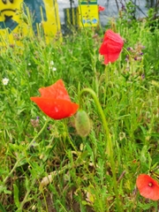 Papaver rhoeas