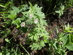 Geranium asiaticum