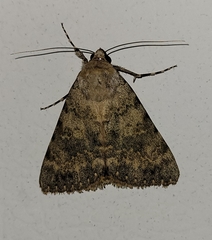 Catocala frederici