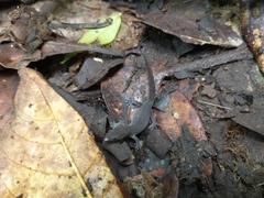 Sphaerodactylus vincenti