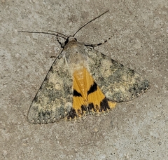 Catocala frederici