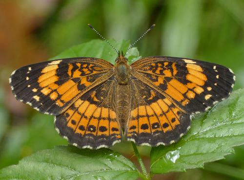 Silvery Checkerspot