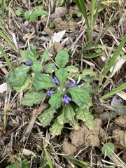 Ajuga decumbens