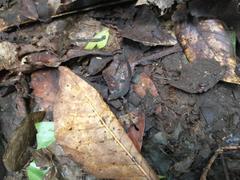 Sphaerodactylus vincenti