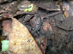 Sphaerodactylus vincenti