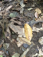 Sphaerodactylus vincenti