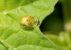 Gratiana boliviana