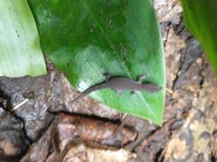 Sphaerodactylus vincenti