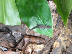 Sphaerodactylus vincenti