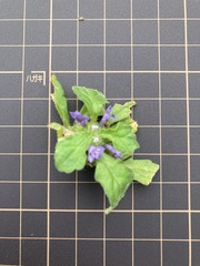 Ajuga decumbens