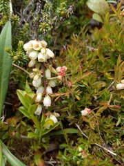 Vaccinium boreale