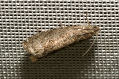 Grapholita funebrana