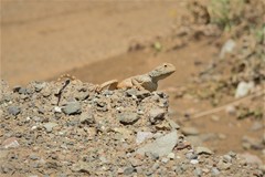 Agama aculeata