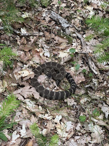 iNaturalist observation photo of Northern Pacific Rattlesnake