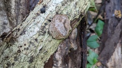 Abundisporus pubertatis