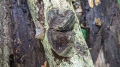 Abundisporus pubertatis