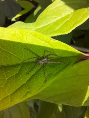 Philodromus