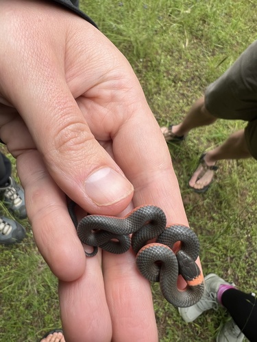 iNaturalist observation photo of Ring-necked Snake