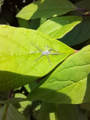 Philodromus