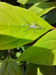Philodromus