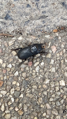 Dorcus parallelipipedus