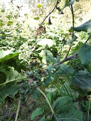 Arctium × nothum