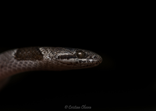 Tanzer’s Night Snake