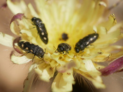 Acmaeodera bipunctata bipunctata